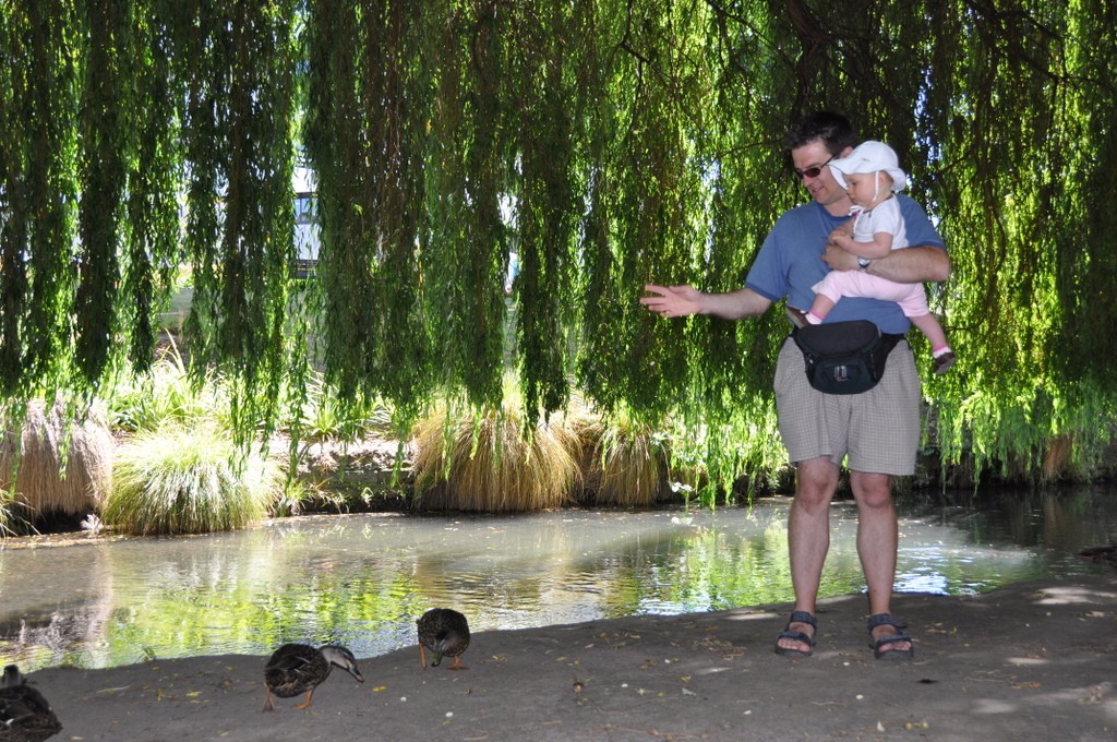 Feeding the ducks along the Avon River - a fun thing to do with children while waiting to punt on the Avon.